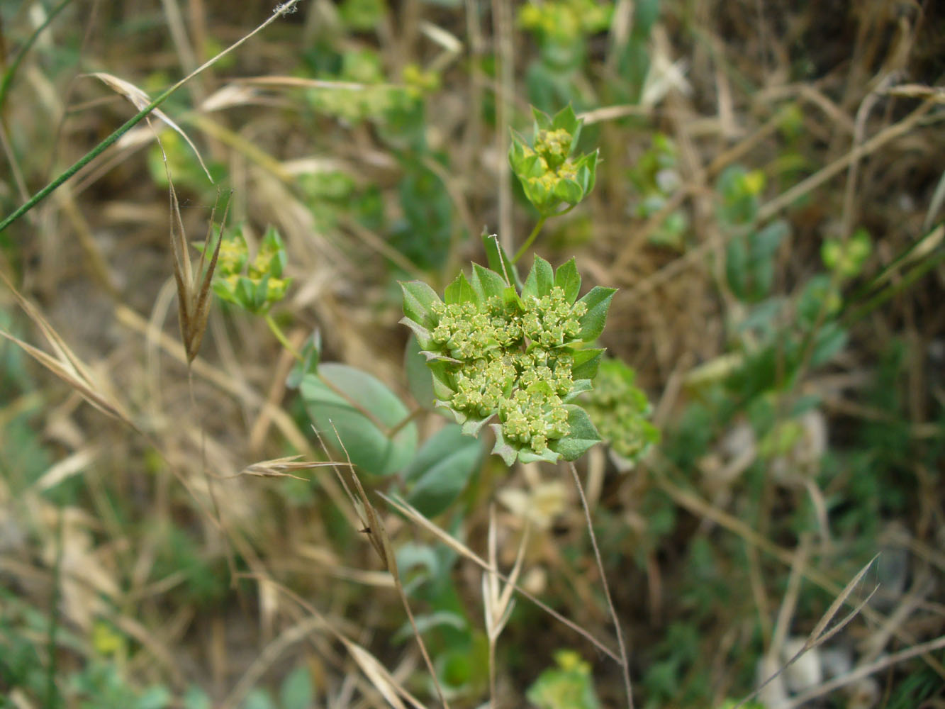 Image of Bupleurum rotundifolium specimen.