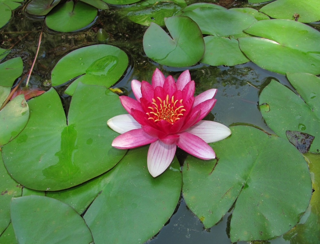 Image of genus Nymphaea specimen.