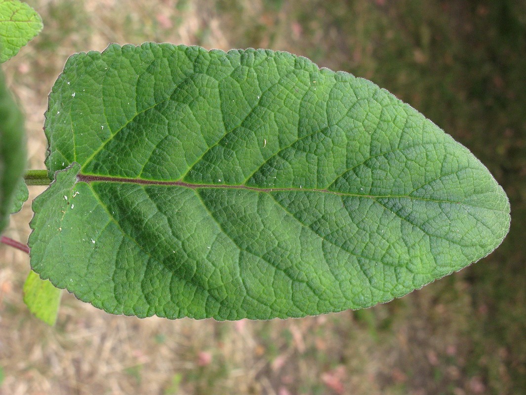 Image of Salvia przewalskii specimen.