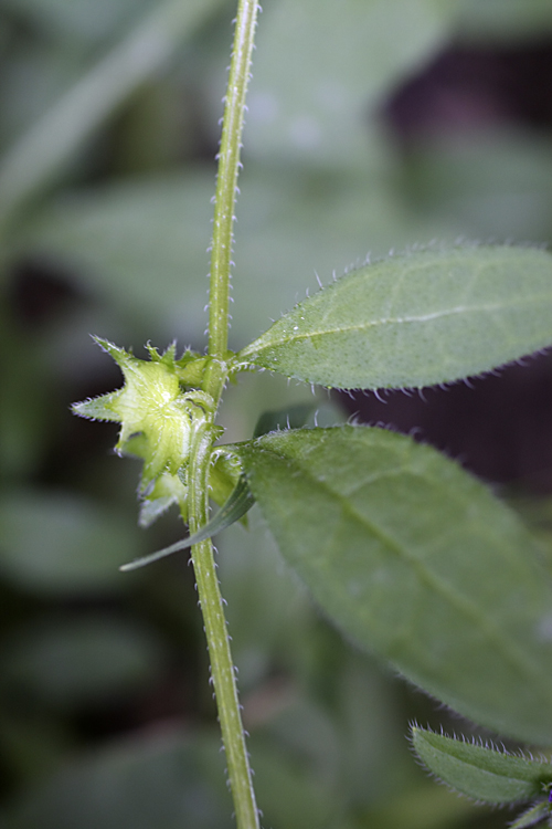 Изображение особи Asperugo procumbens.