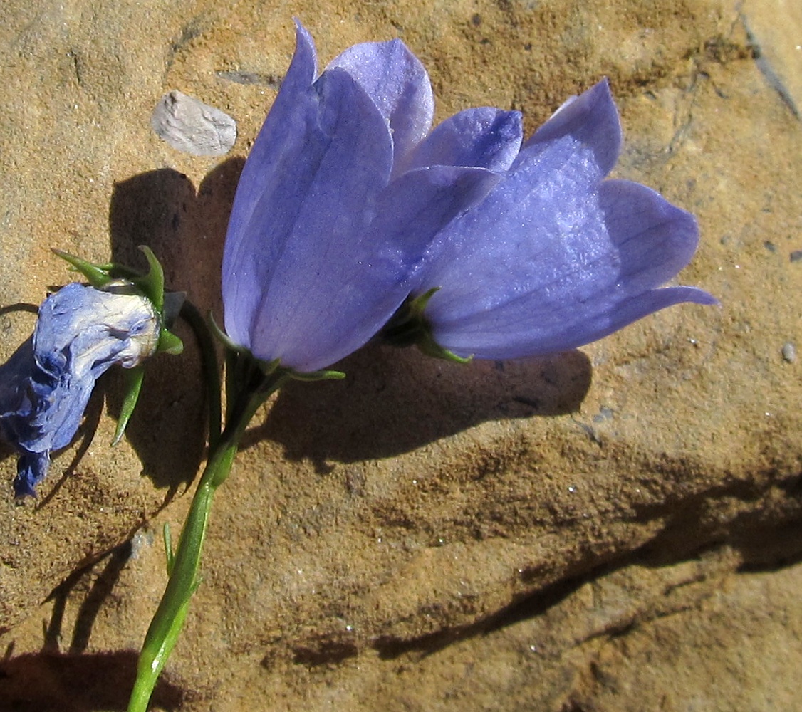 Image of genus Campanula specimen.