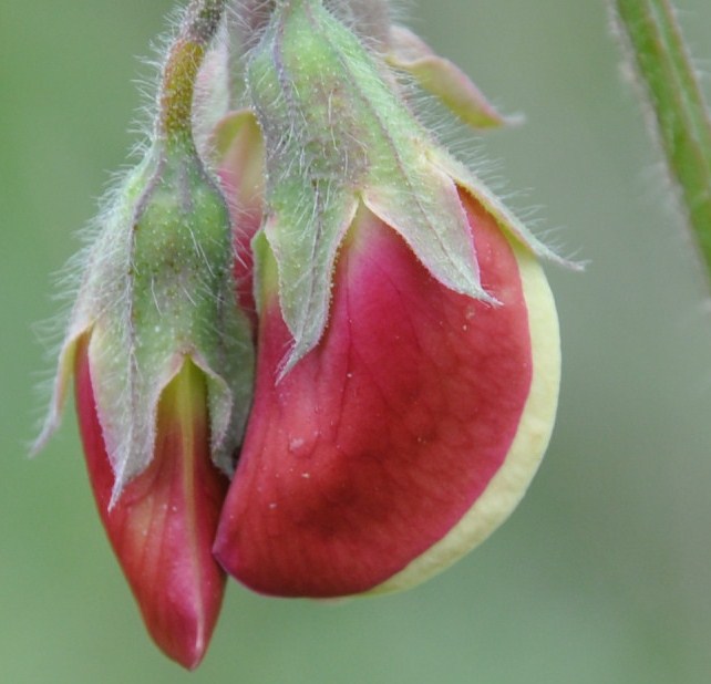 Image of Lathyrus clymenum specimen.