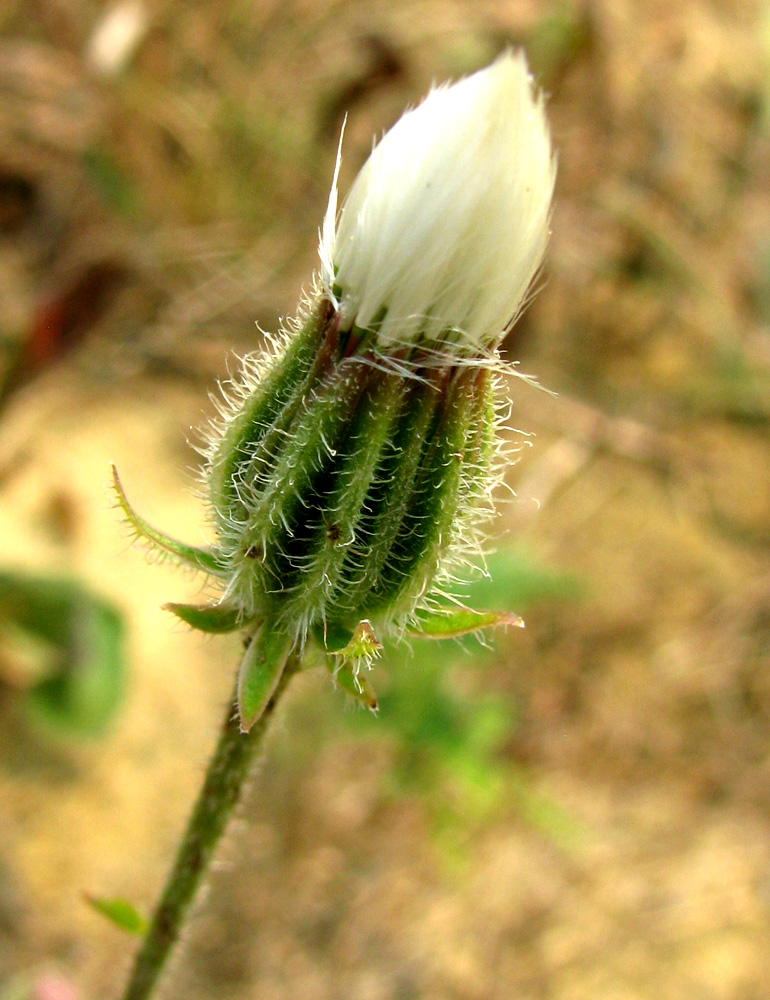 Изображение особи Crepis rhoeadifolia.