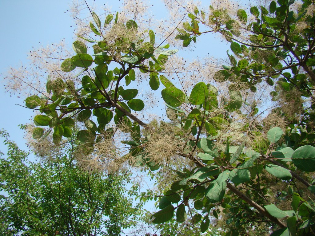 Image of Cotinus coggygria specimen.