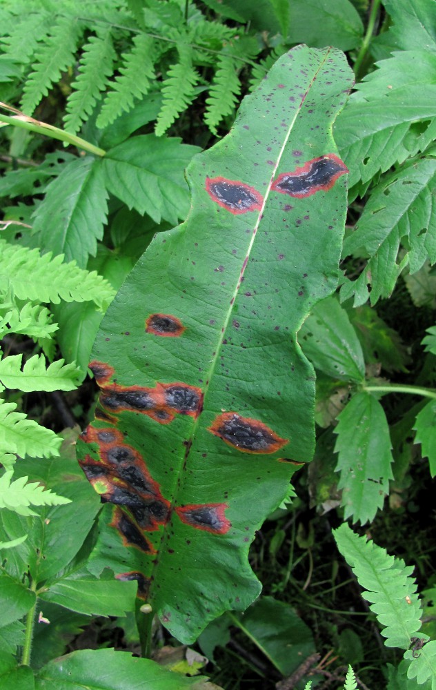 Image of Bistorta officinalis specimen.