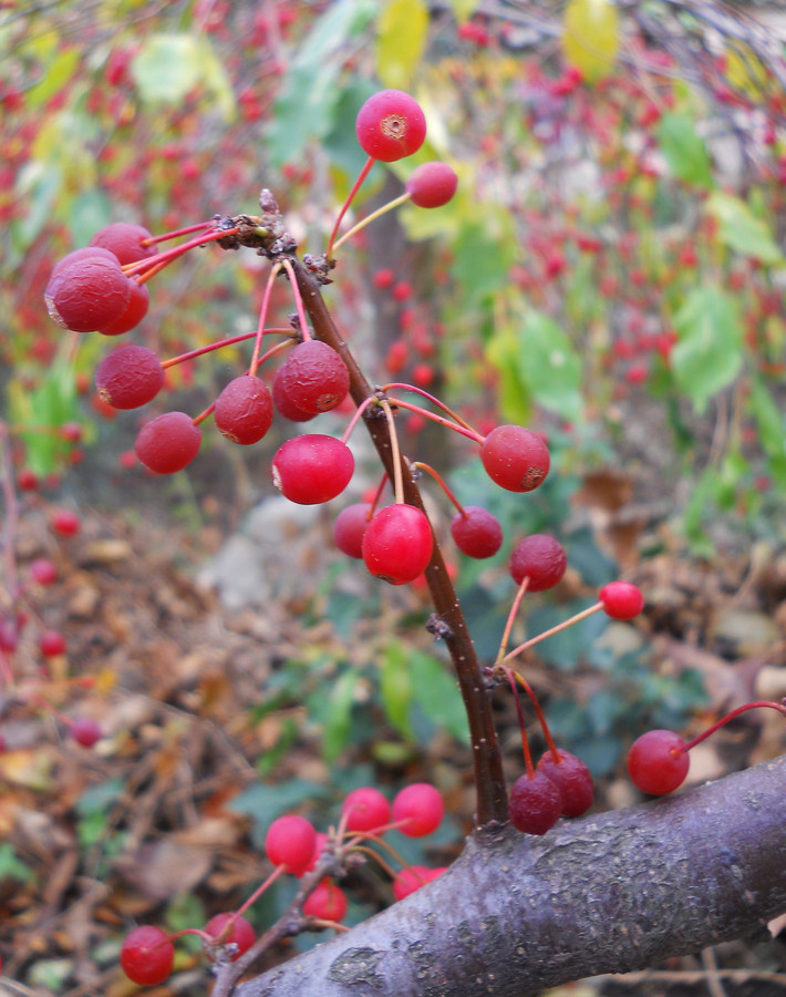 Image of Malus sargentii specimen.