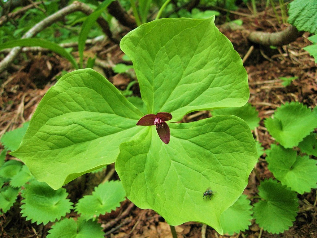 Image of Trillium apetalon specimen.