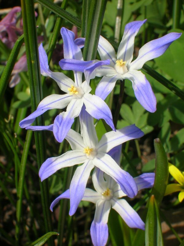 Изображение особи Chionodoxa luciliae.