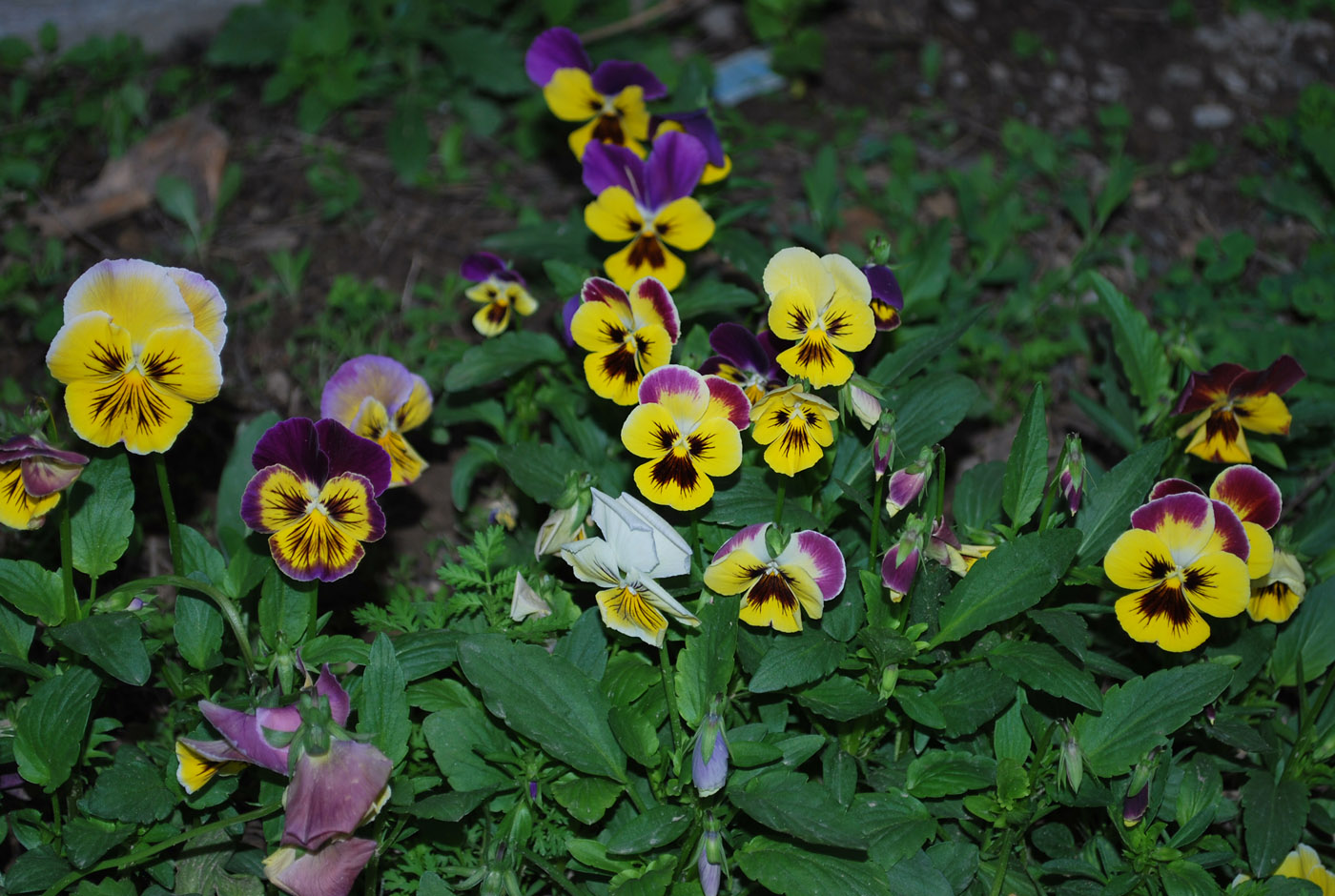 Image of Viola wittrockiana specimen.