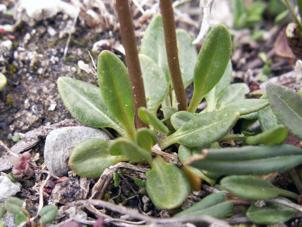 Image of Primula pamirica specimen.