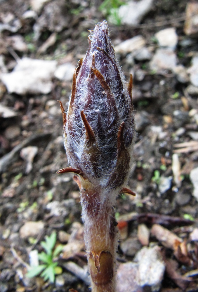 Image of Orobanche coerulescens specimen.