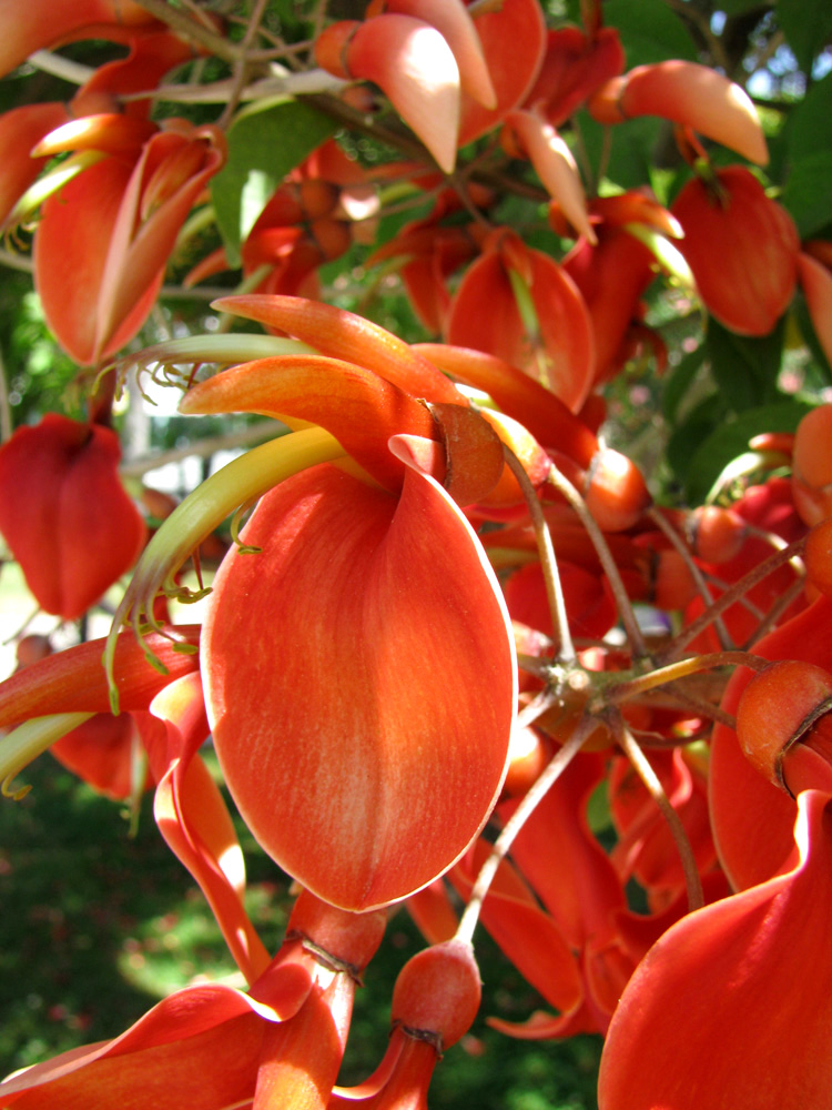 Image of Erythrina crista-galli specimen.