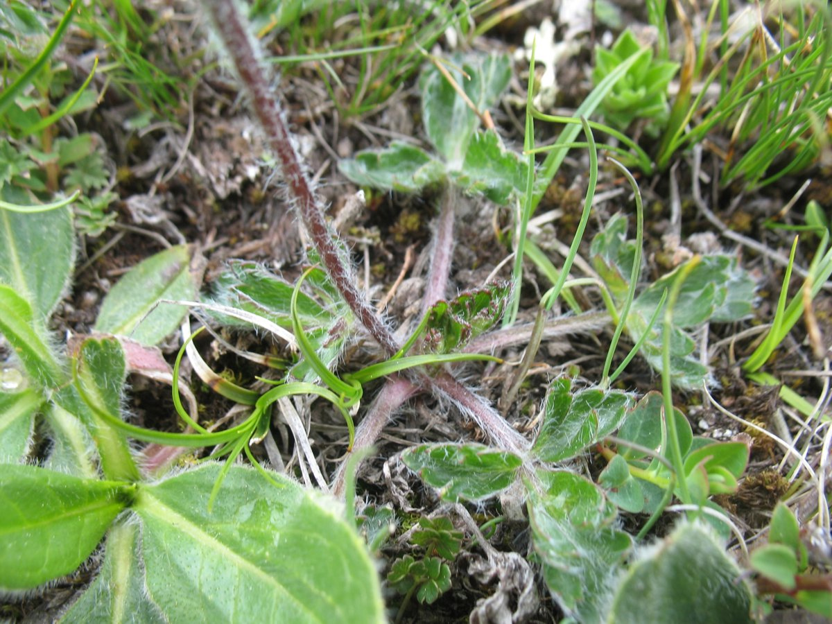 Image of Anemonastrum demissum specimen.