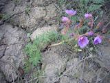 Geranium transversale