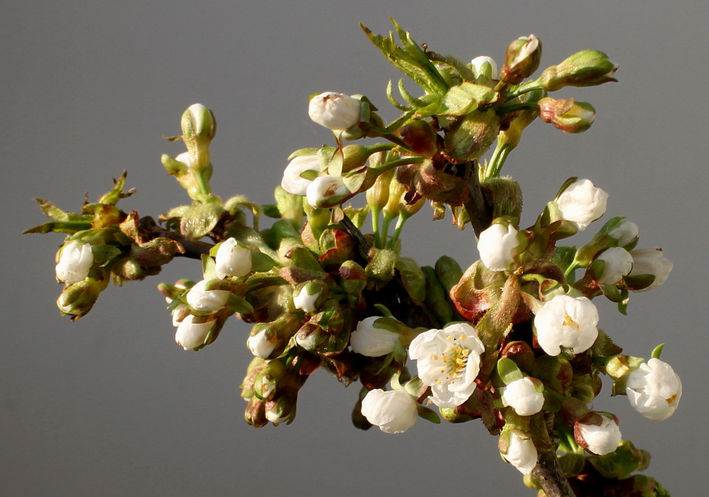 Image of Cerasus avium specimen.