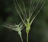 род Aegilops