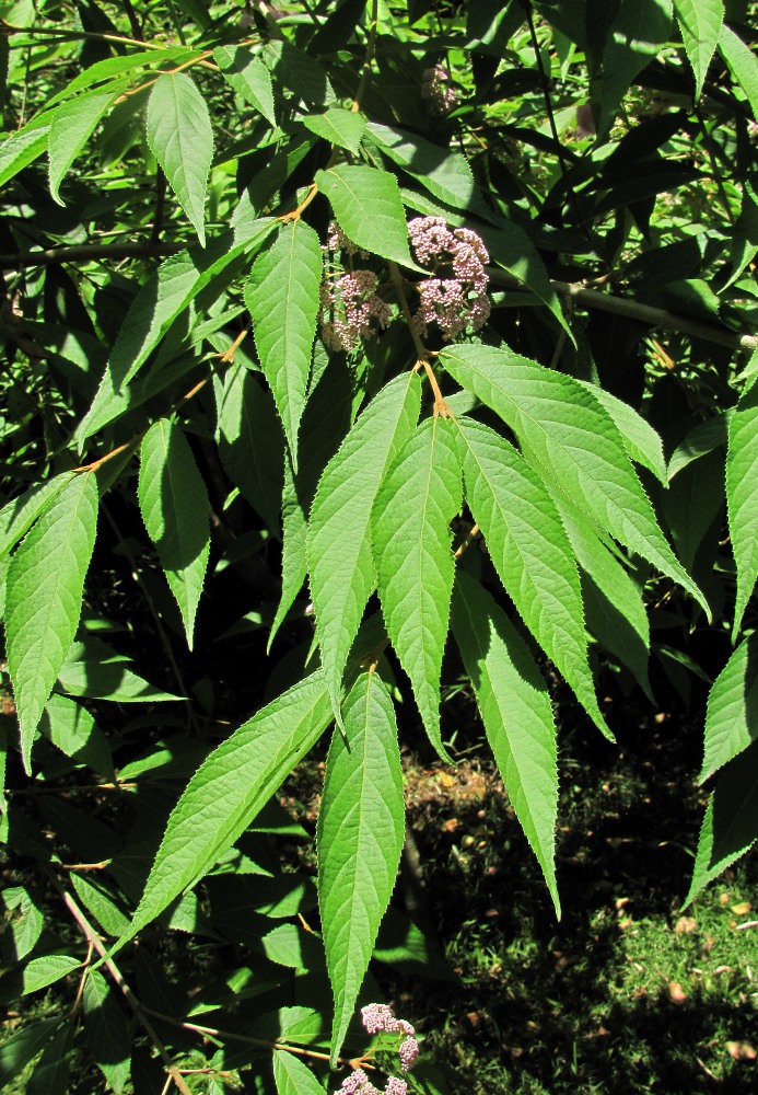 Image of Callicarpa japonica specimen.