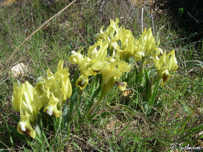 Image of Iris pumila specimen.