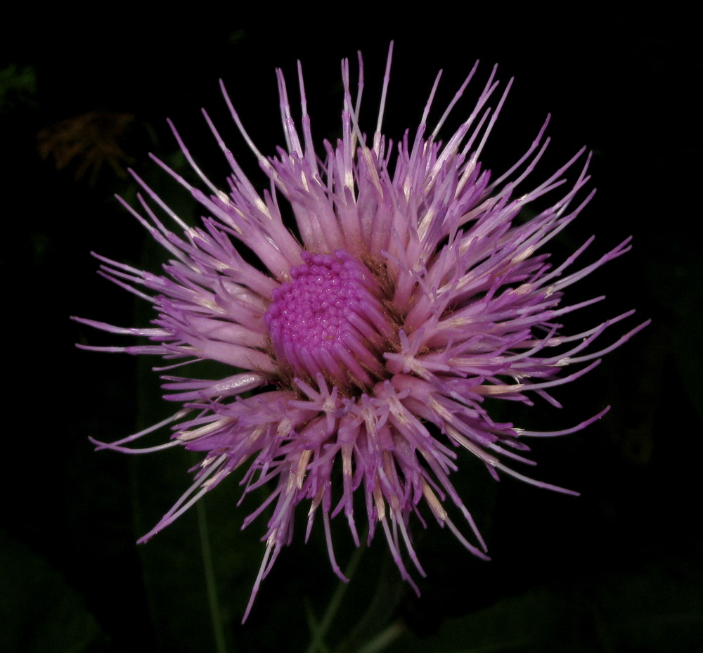 Изображение особи Cirsium helenioides.