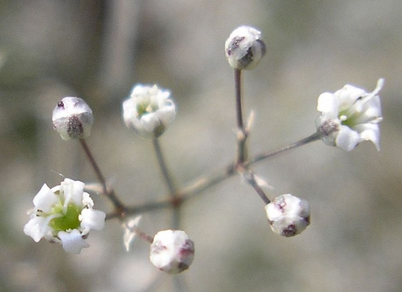 Image of Gypsophila paniculata specimen.