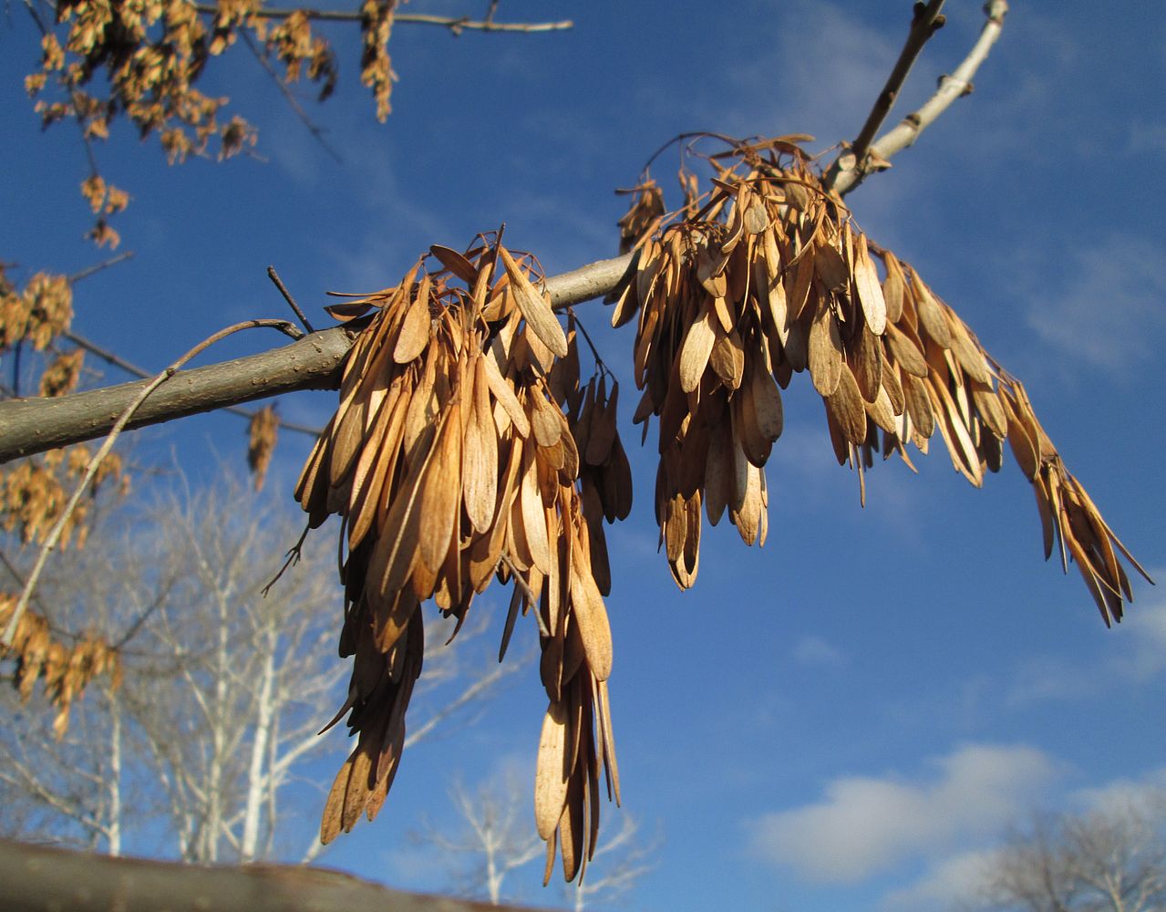 Изображение особи Fraxinus pennsylvanica.