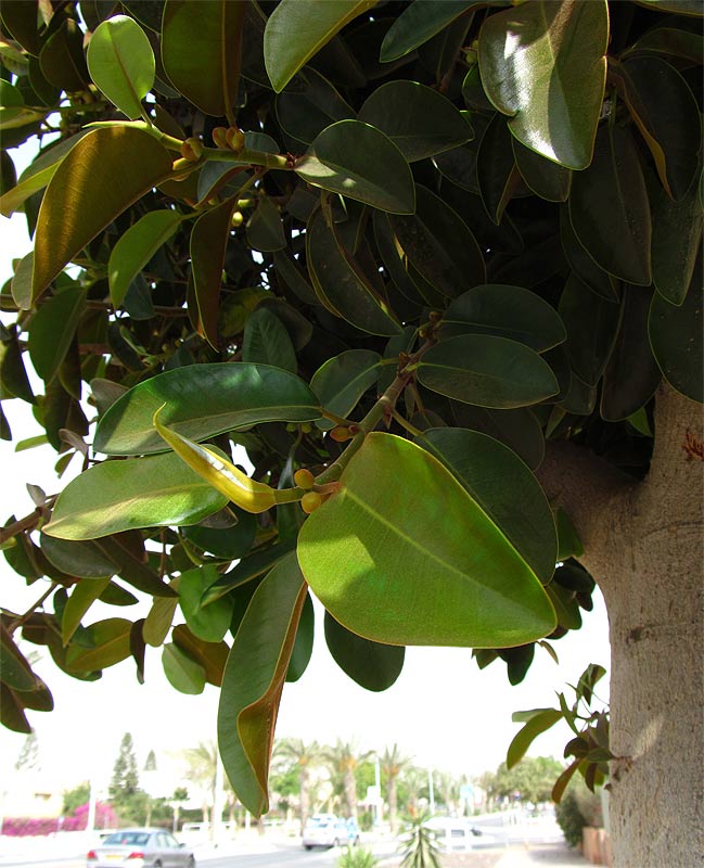 Image of Ficus rubiginosa specimen.