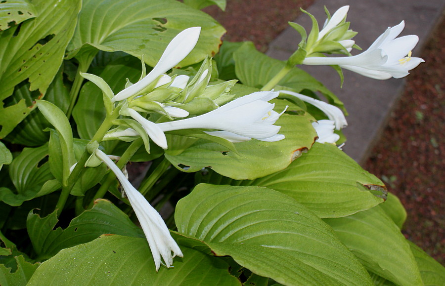 Изображение особи Hosta plantaginea.