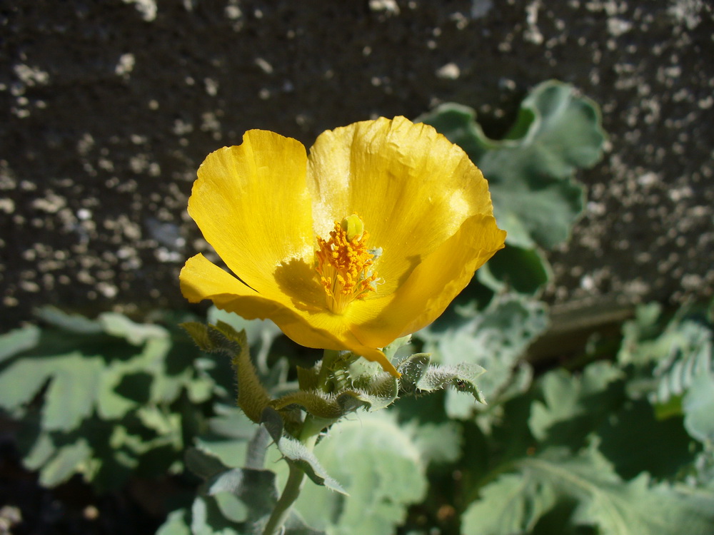 Image of Glaucium flavum specimen.