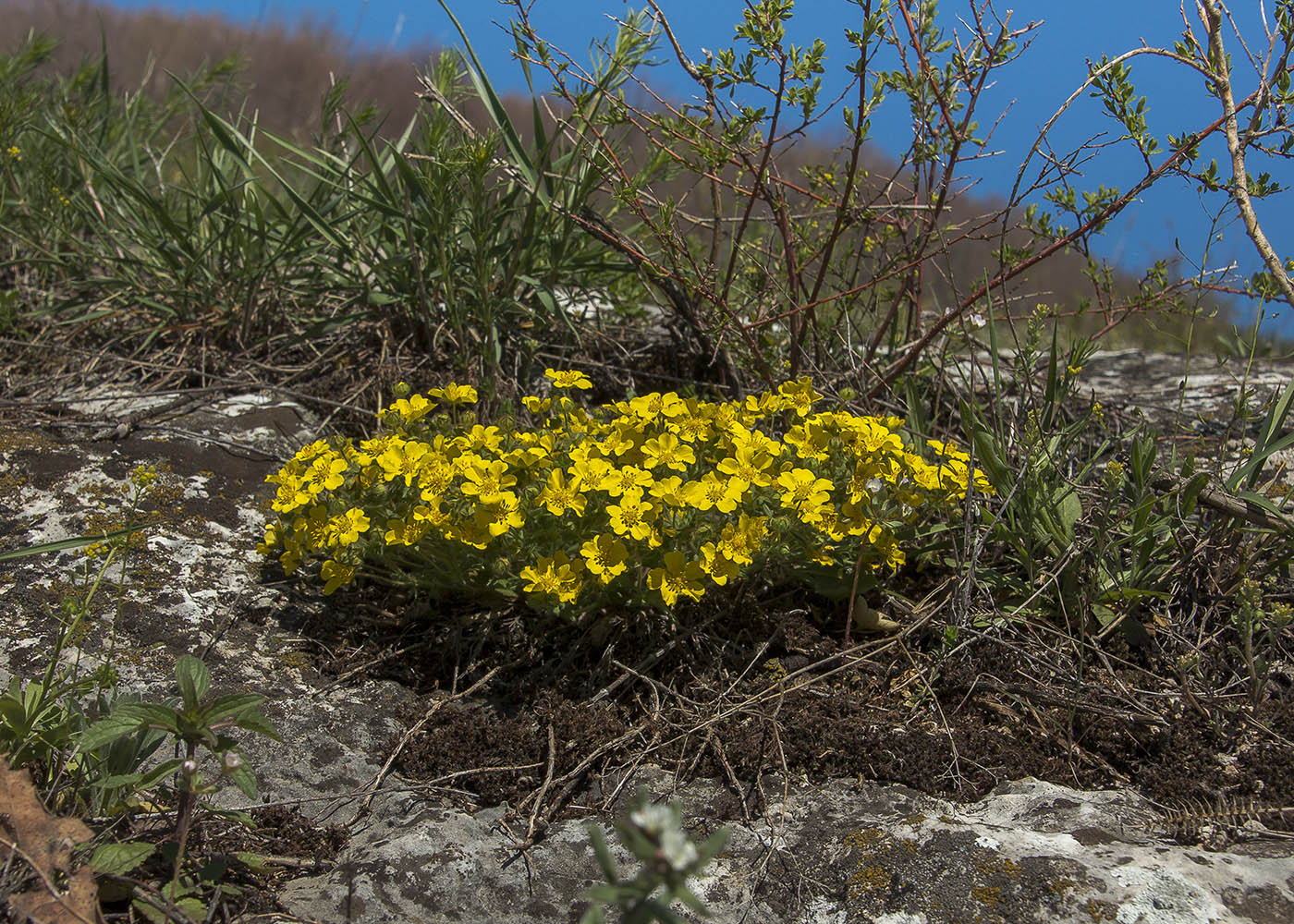 Image of Potentilla humifusa specimen.