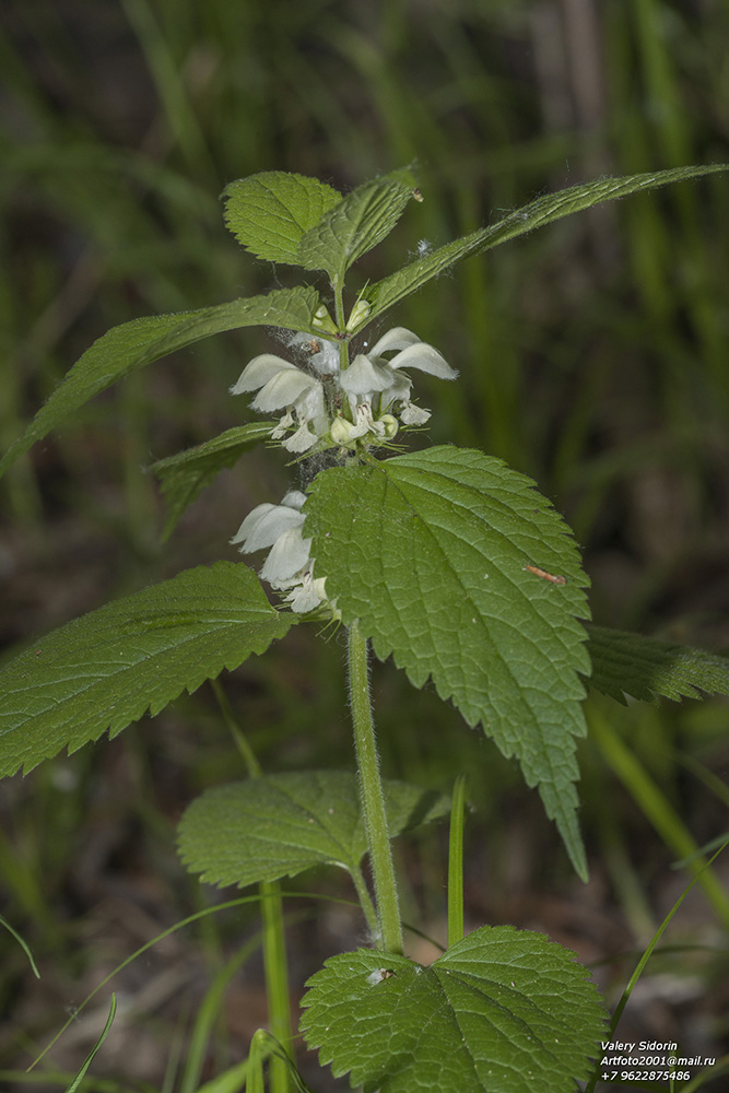 Image of Lamium barbatum specimen.