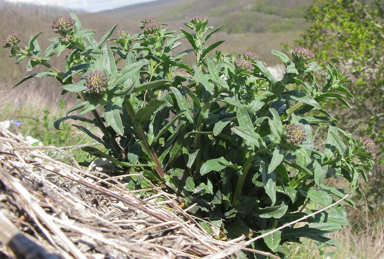 Изображение особи Lepidium campestre.