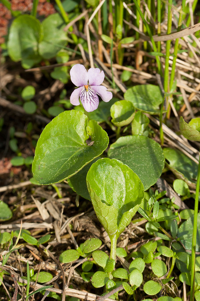 Image of Viola palustris specimen.