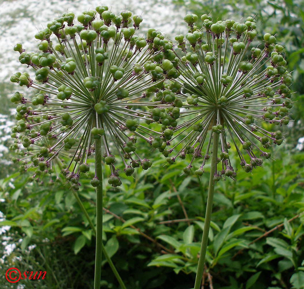 Image of genus Allium specimen.