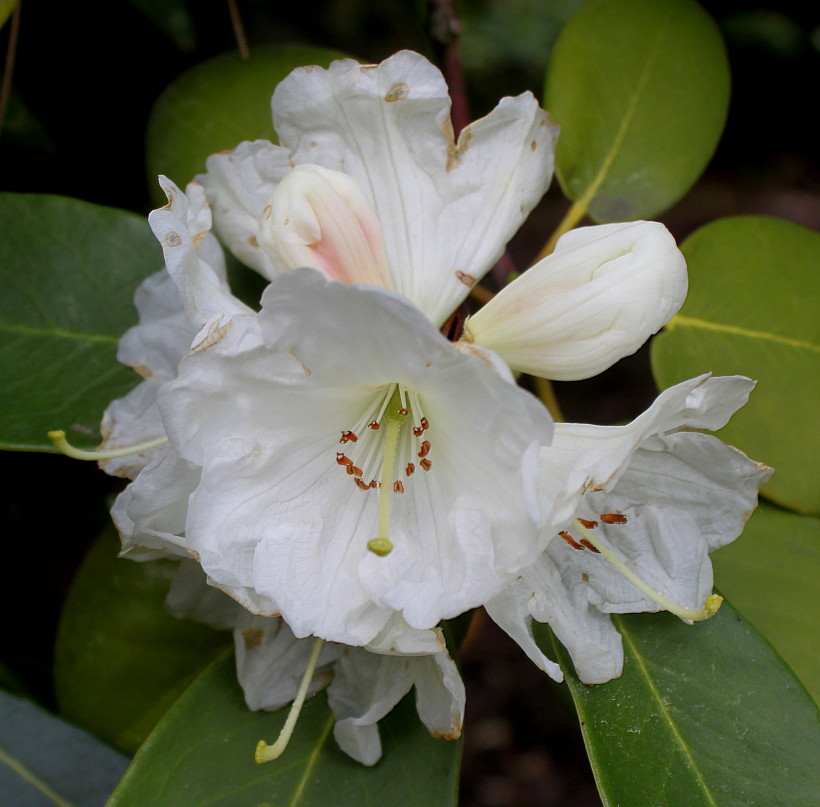 Изображение особи Rhododendron hemsleyanum.