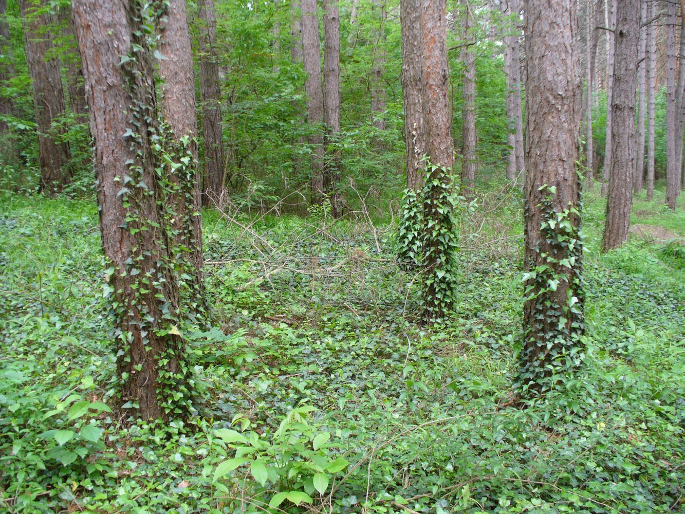 Image of Hedera helix specimen.