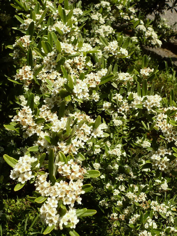 Image of Pyracantha angustifolia specimen.