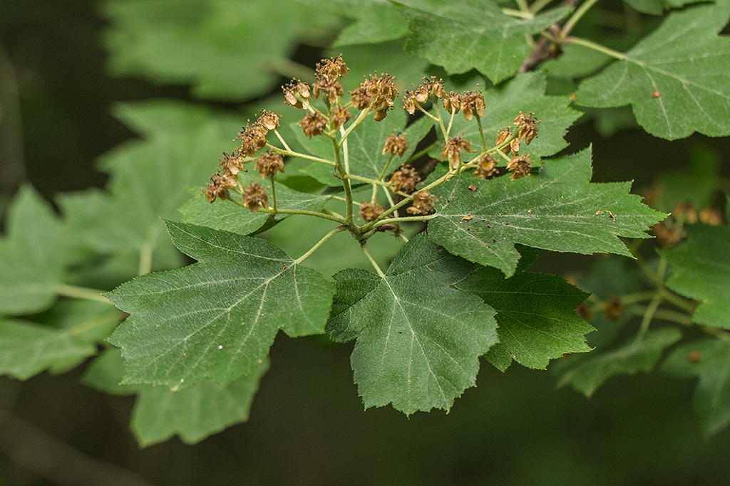 Image of Sorbus torminalis specimen.