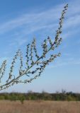 Atriplex patula