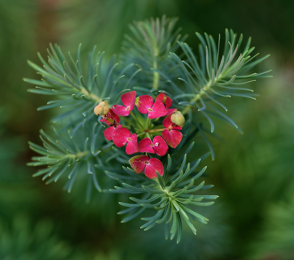 Image of Euphorbia cyparissias specimen.