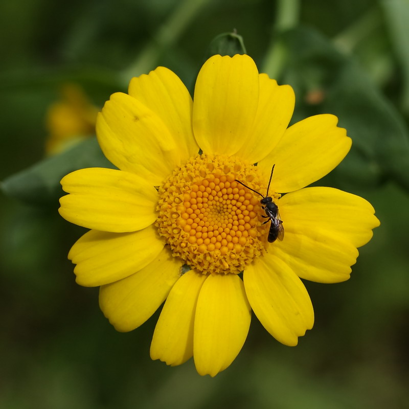 Image of Glebionis coronaria specimen.