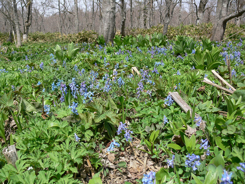 Image of Corydalis ambigua specimen.