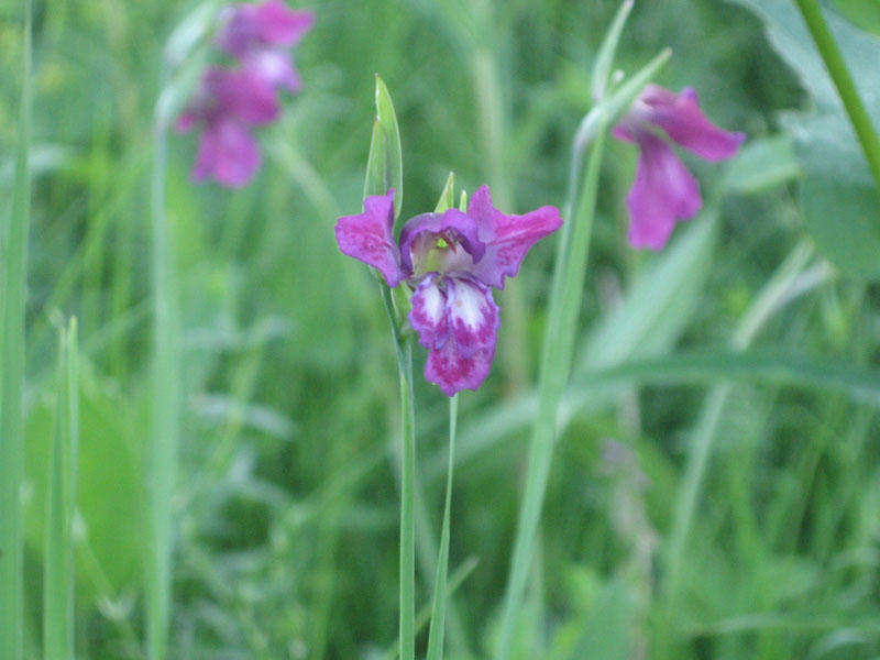 Image of Gladiolus tenuis specimen.