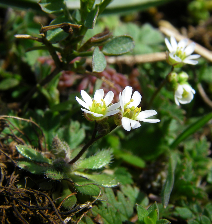 Image of genus Erophila specimen.