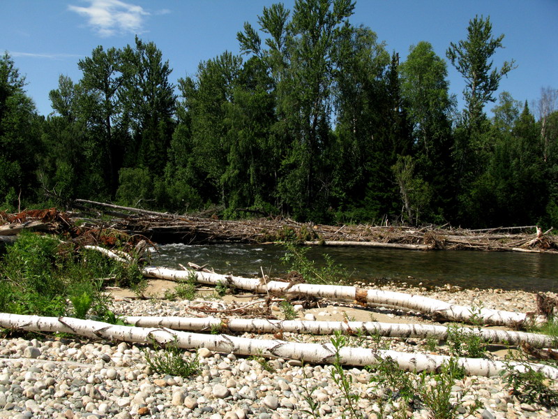 Image of Populus laurifolia specimen.