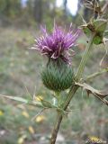 род Cirsium