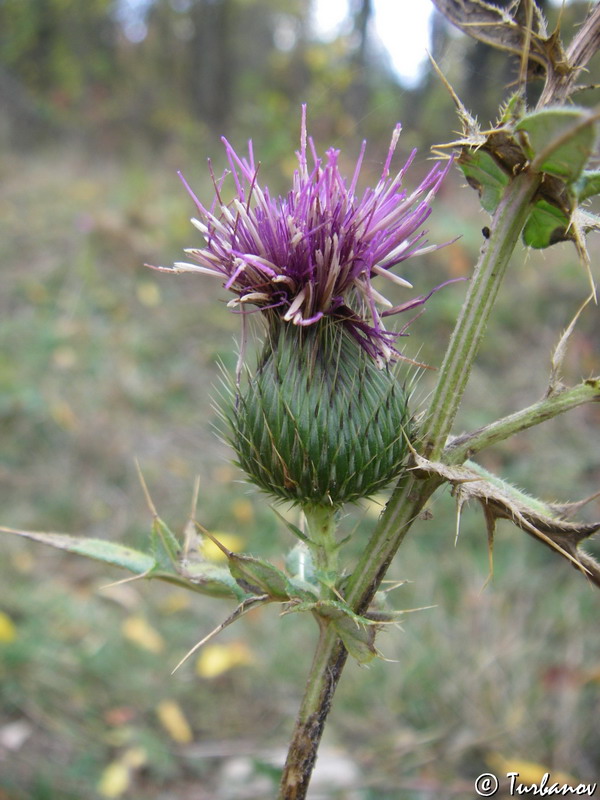 Image of genus Cirsium specimen.