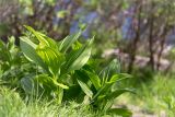 Veratrum lobelianum