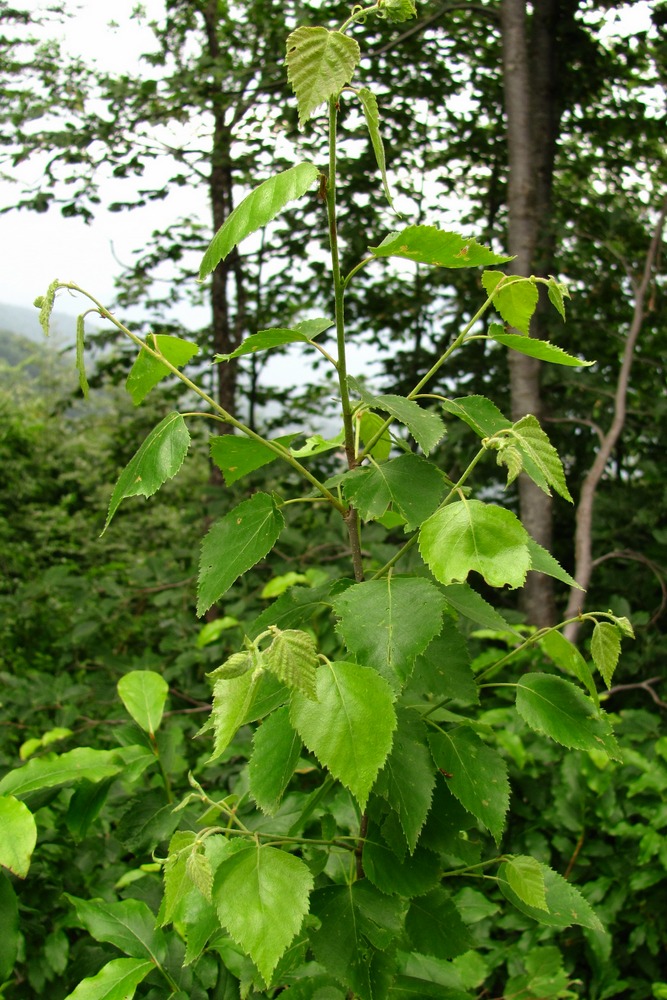 Изображение особи Betula pubescens.