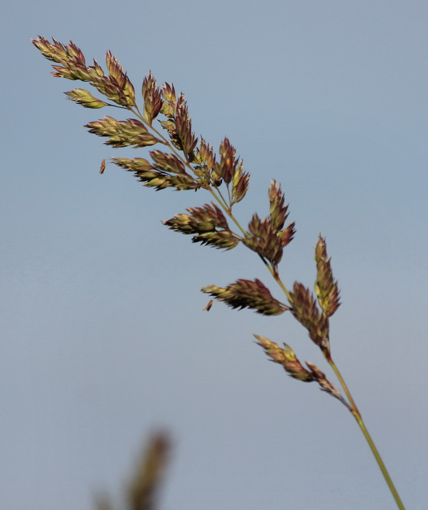 Image of Phalaroides arundinacea specimen.