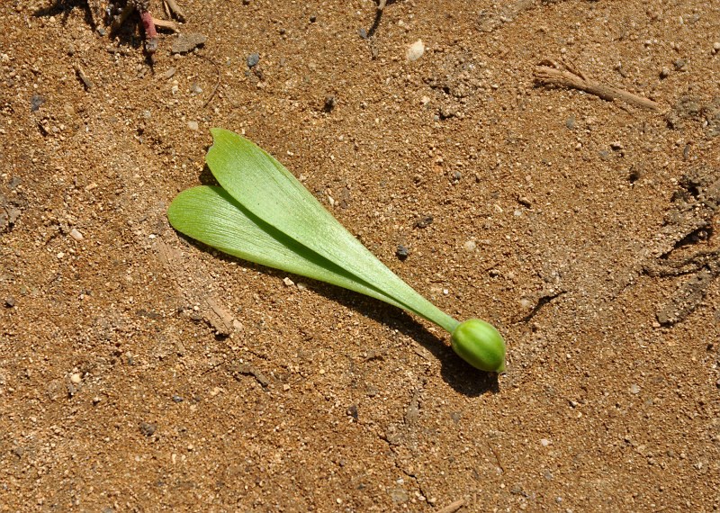 Image of Gyrocarpus americanus specimen.